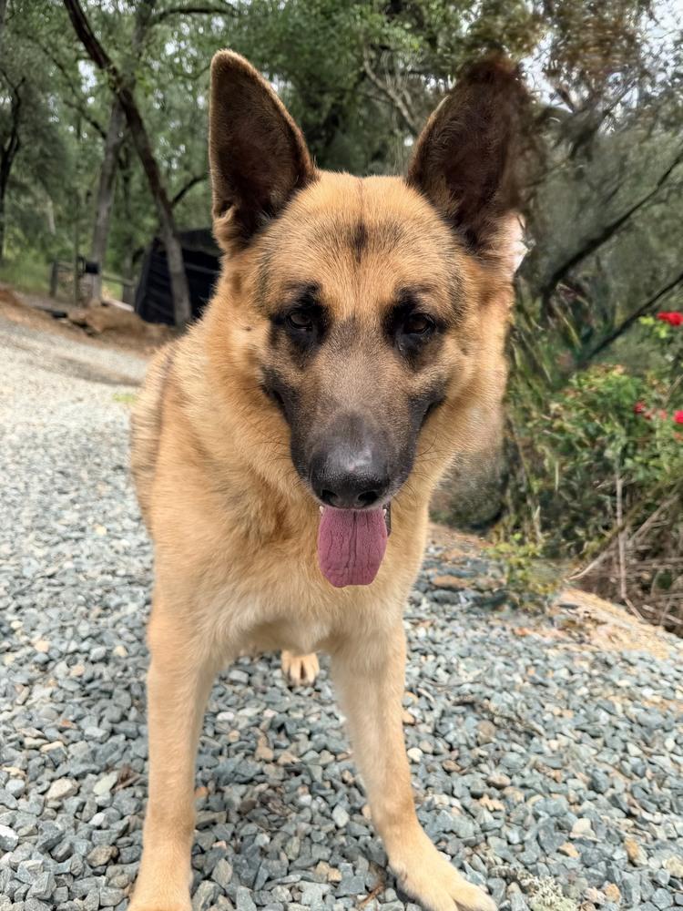 Enlarge Norman, a Adoptable German Shepherd Dog in Shingle Springs, CA image 5/5