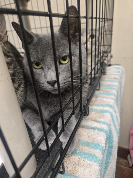Harold, Adoptable, Adult Male Domestic Short Hair.