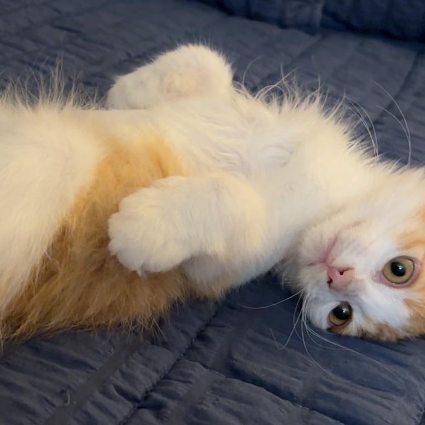 Enlarge TAILZ, an adoptable Domestic Short Hair in Butler, PA image 3/4