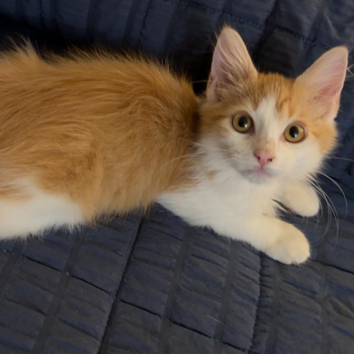 Enlarge TAILZ, an adoptable Domestic Short Hair in Butler, PA image 2/4