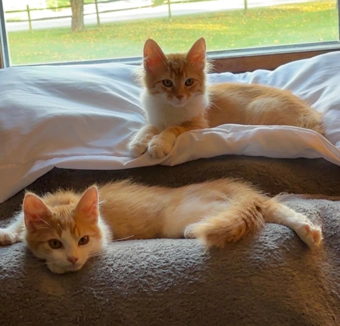 Enlarge TAILZ, an adoptable Domestic Short Hair in Butler, PA image 4/4