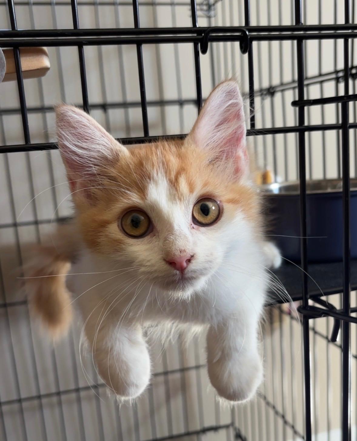 Enlarge TAILZ, an adoptable Domestic Short Hair in Butler, PA image 1/4