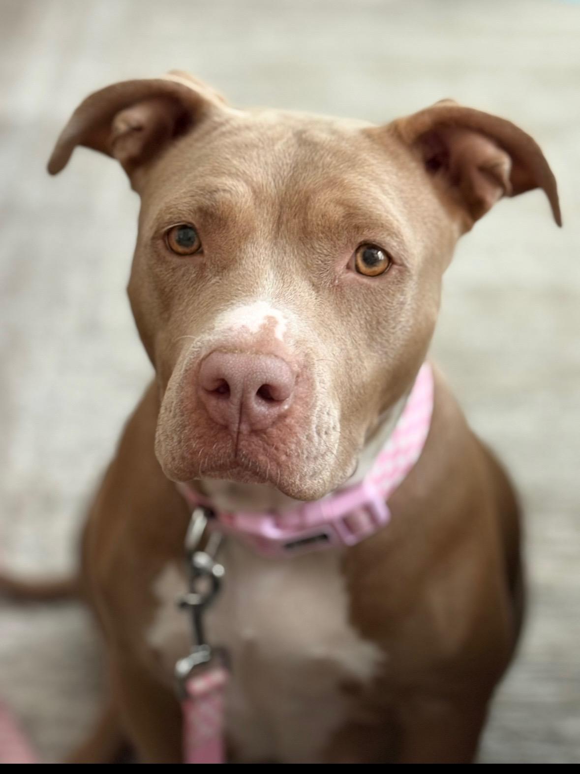 Quinny, Adoptable, Adult Female Pit Bull Terrier.