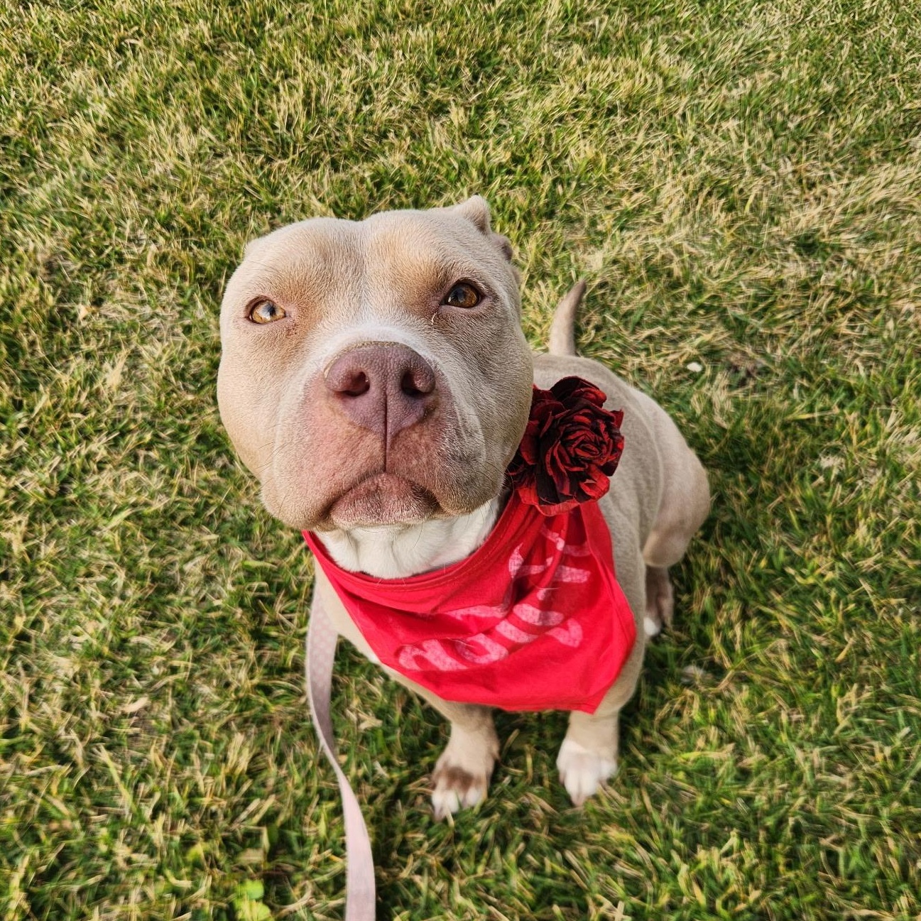 Enlarge Quinny, a Adoptable Pit Bull Terrier in Henderson, NV image 2/5