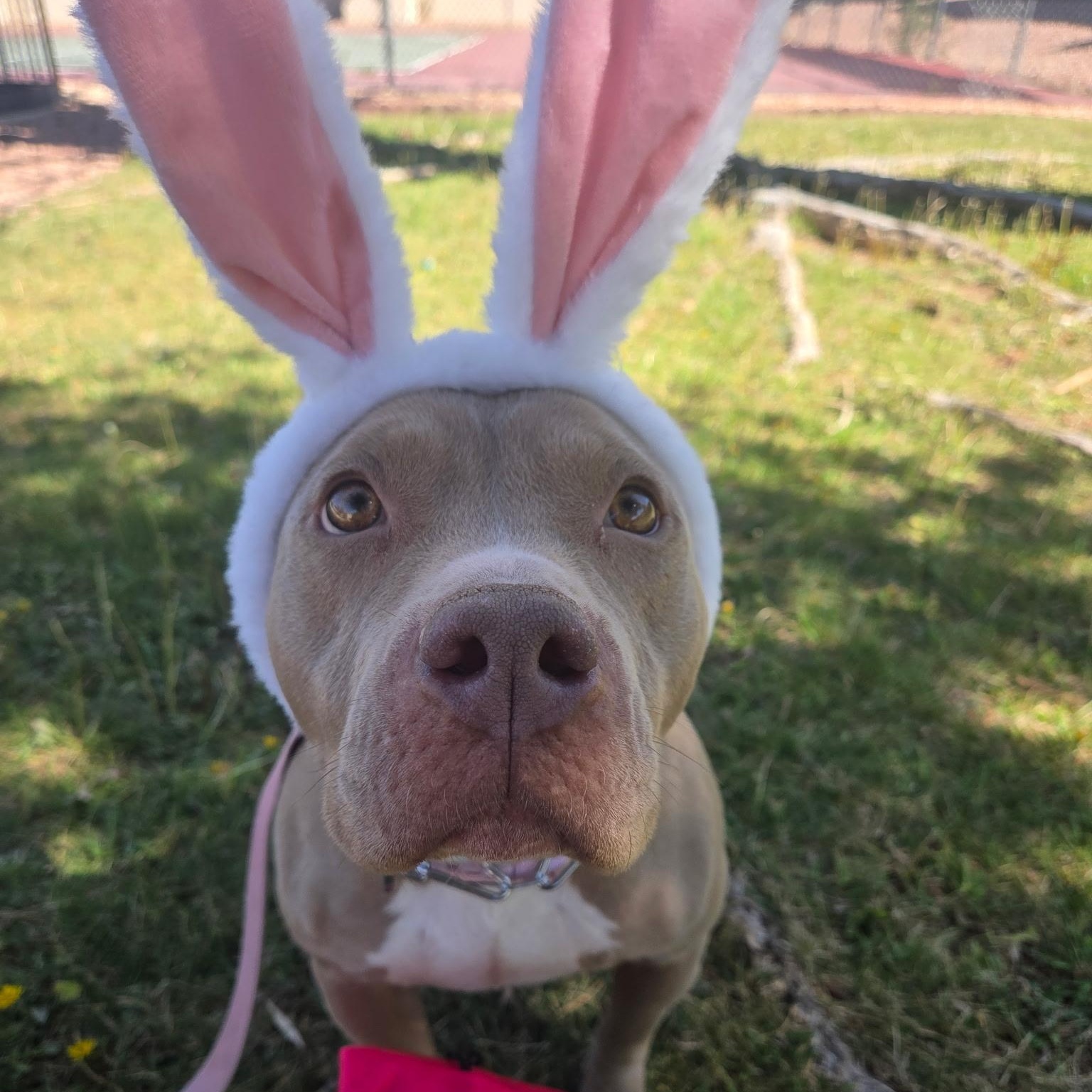 Quinny, Adoptable, Adult Female Pit Bull Terrier.