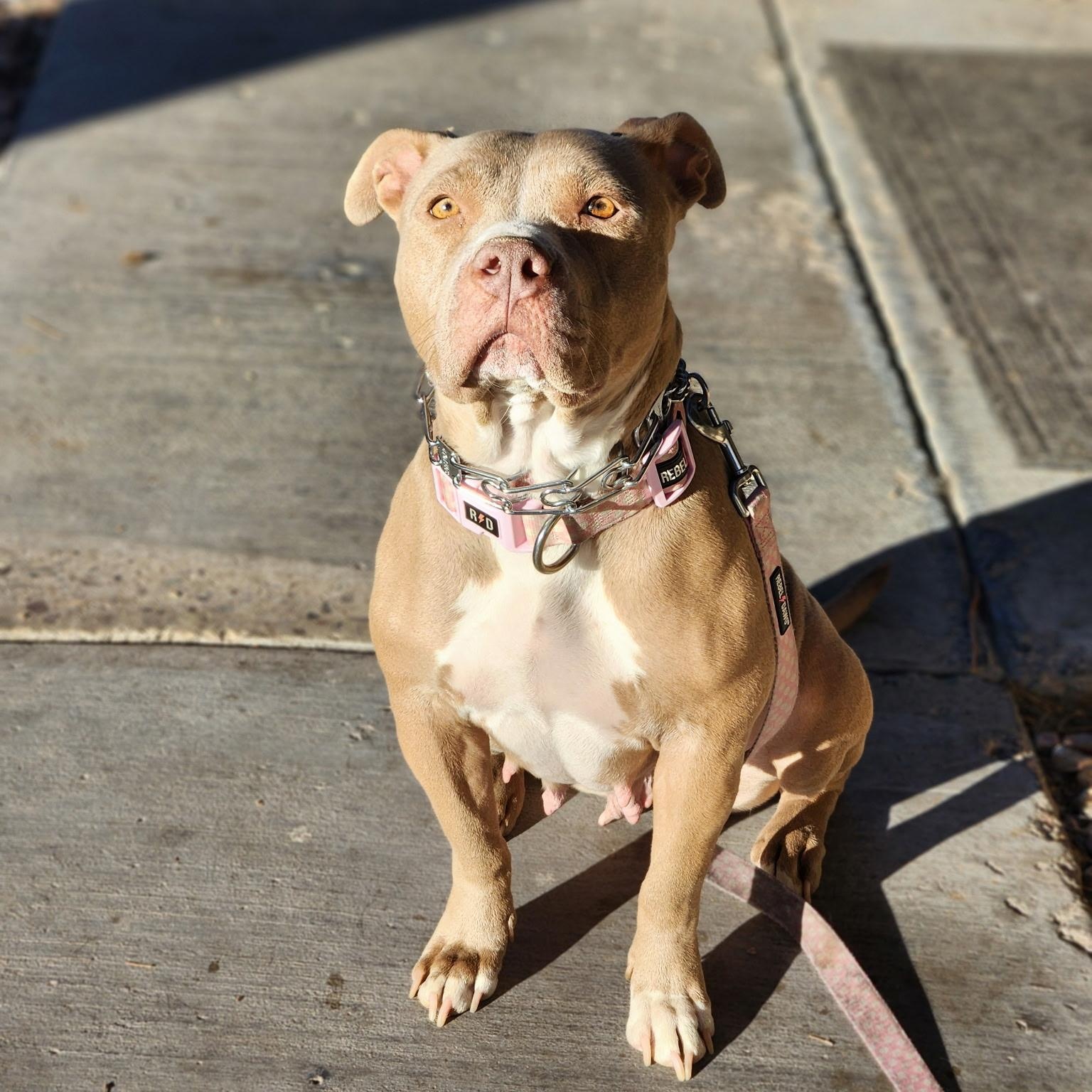 Quinny, a Adoptable Pit Bull Terrier in Henderson, NV image 2/3