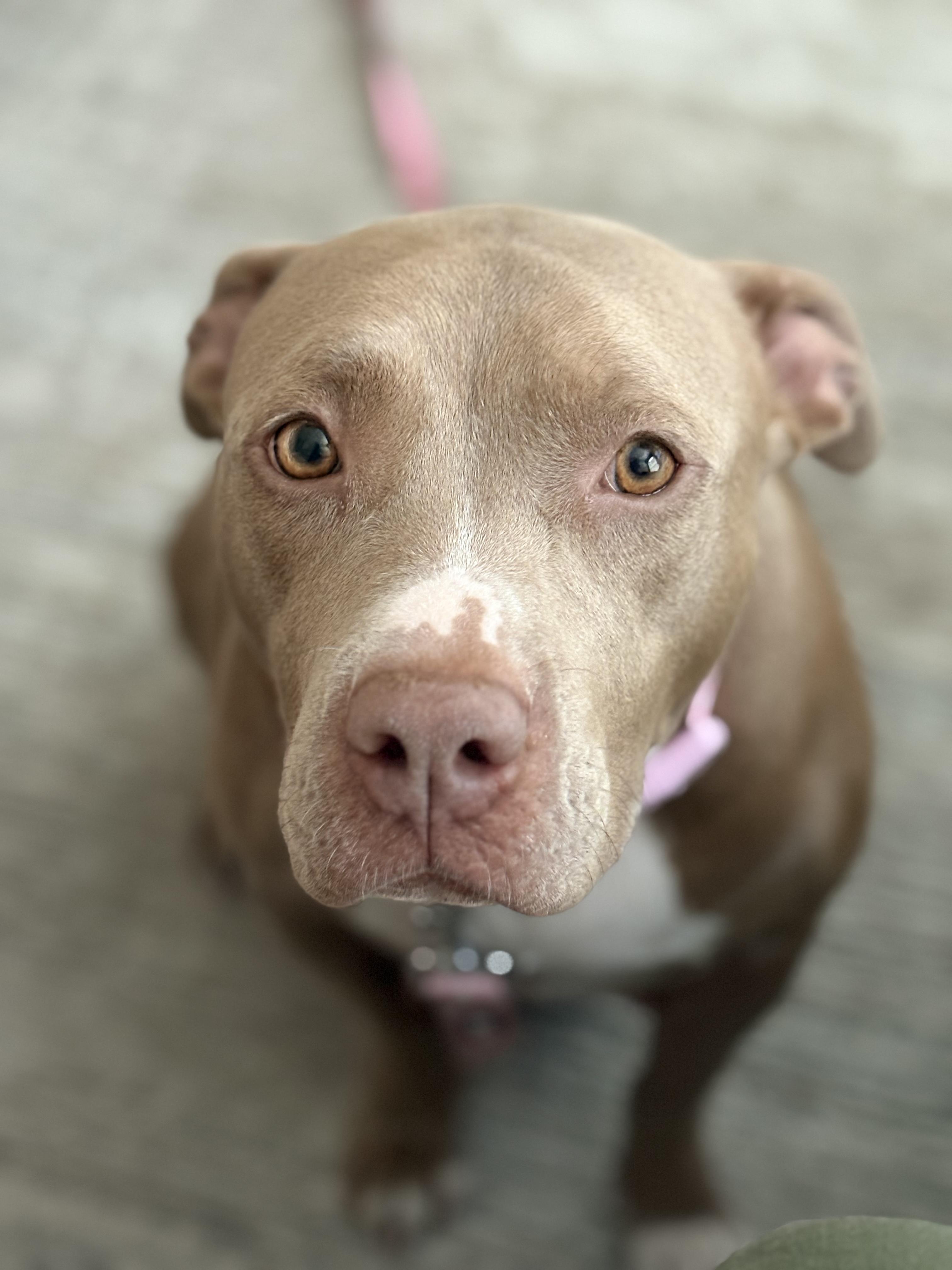 Quinny, a Adoptable Pit Bull Terrier in Henderson, NV image 2/2