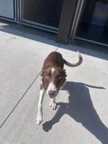 Corn Dog, ADOPTABLE, Adult Female Border Collie.