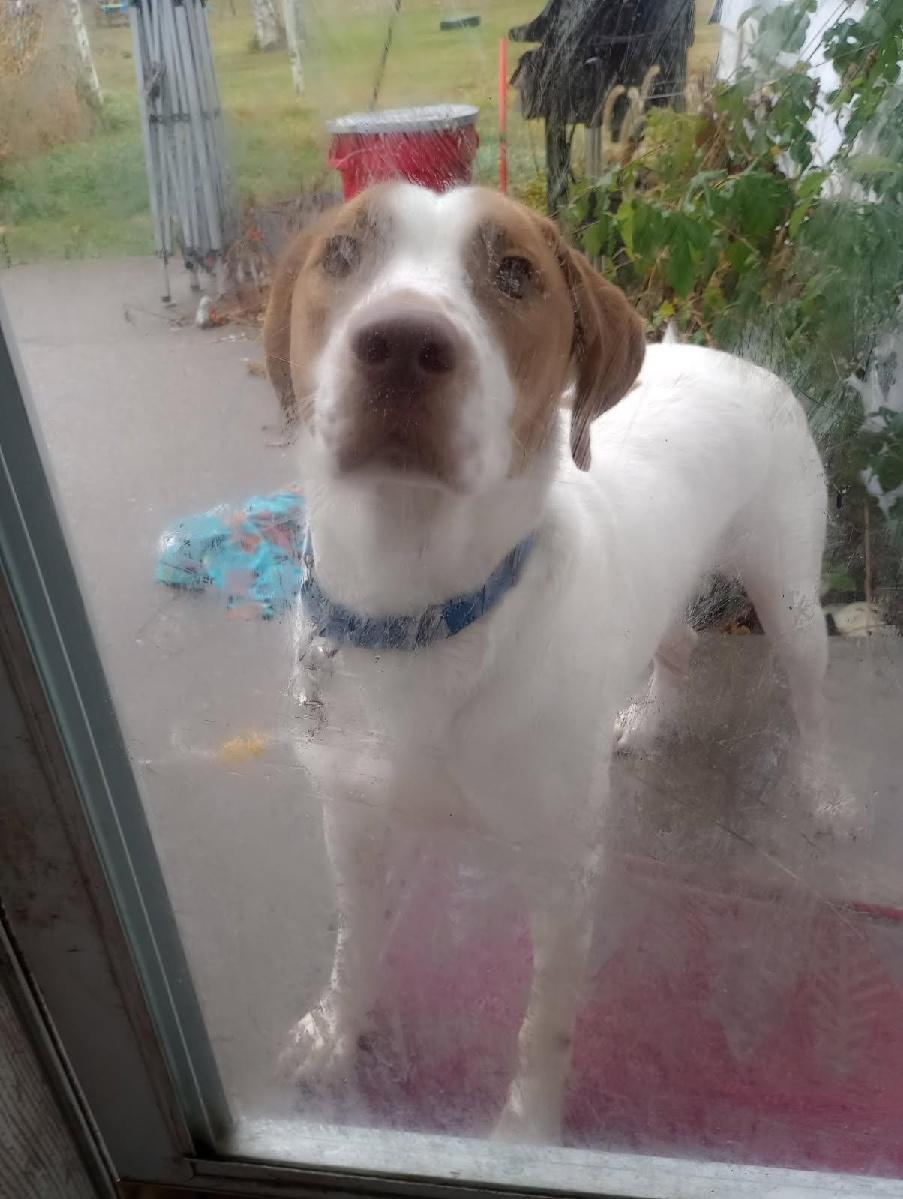 Ollie, Adoptable, Young Male Hound.