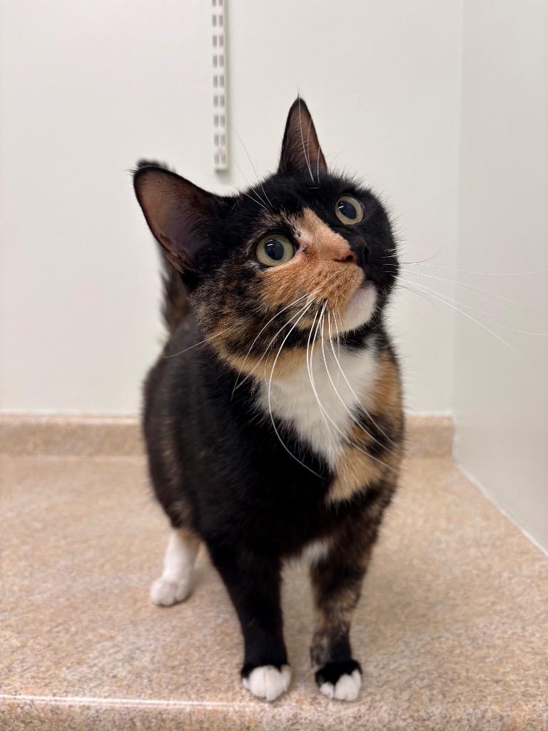Enlarge Cordelia, a Adoptable mixed breed in Fall River, MA image 1/6