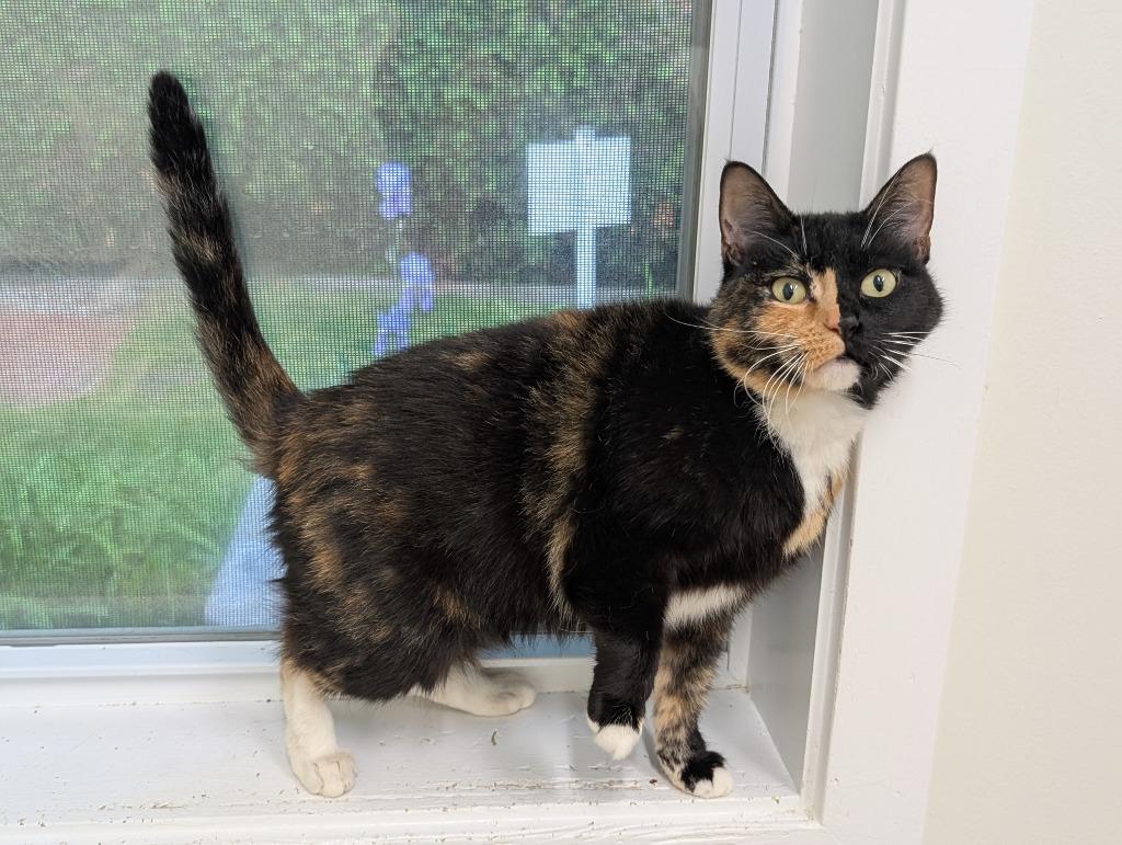 Enlarge Cordelia, a Adoptable mixed breed in Fall River, MA image 2/6