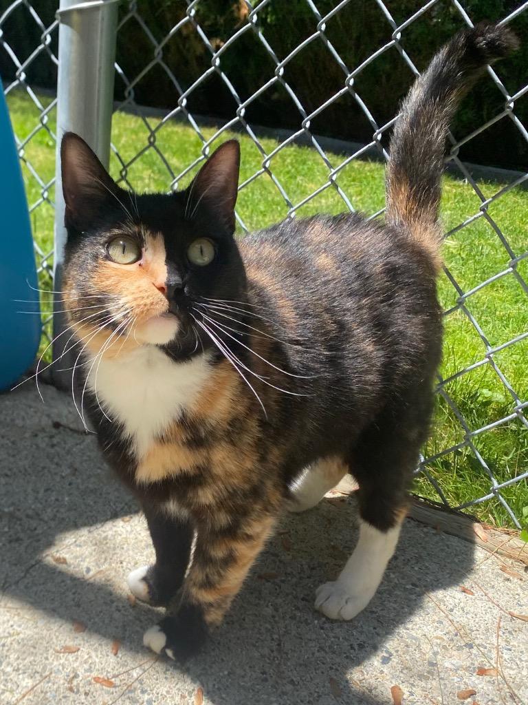 Enlarge Cordelia, a Adoptable mixed breed in Fall River, MA image 3/6