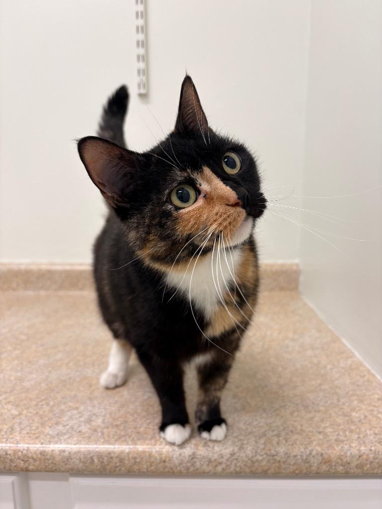 Enlarge Cordelia, a Adoptable mixed breed in Fall River, MA image 4/6