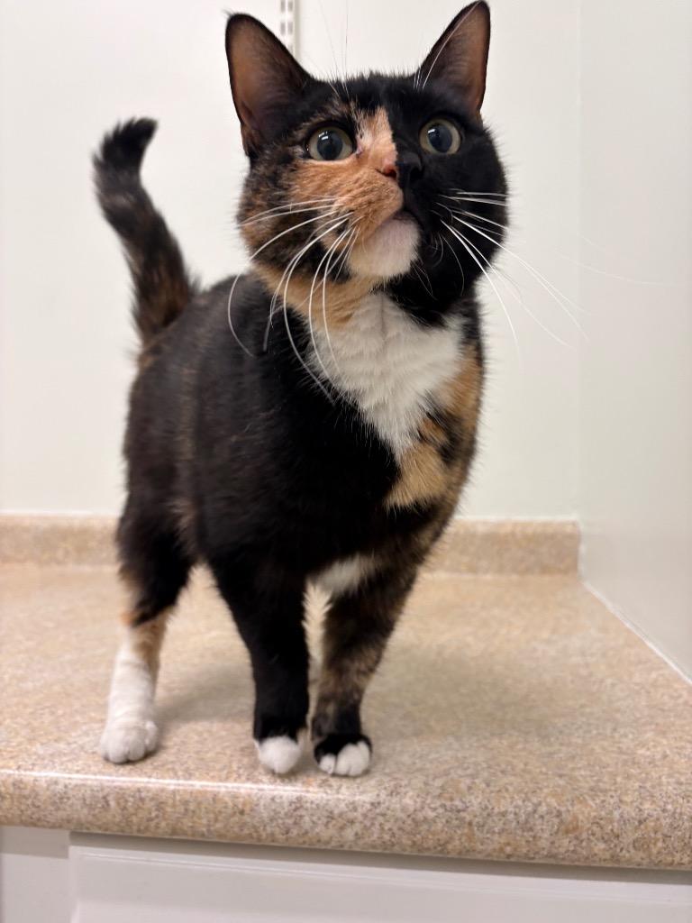 Enlarge Cordelia, a Adoptable mixed breed in Fall River, MA image 5/6