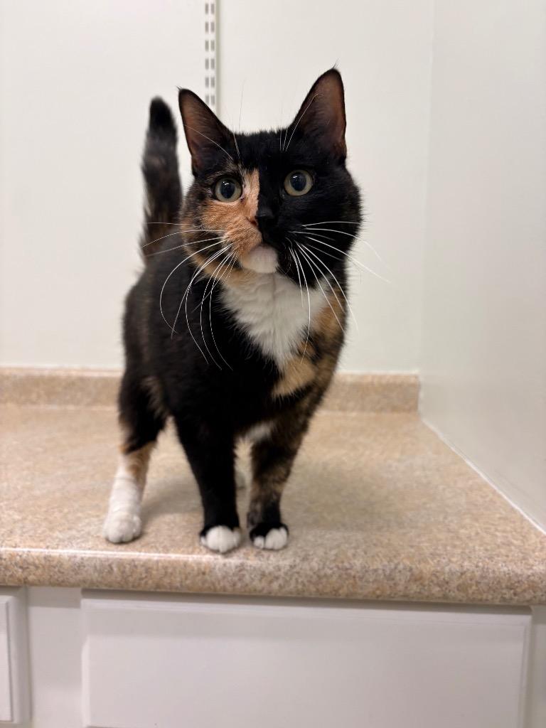 Enlarge Cordelia, a Adoptable mixed breed in Fall River, MA image 6/6