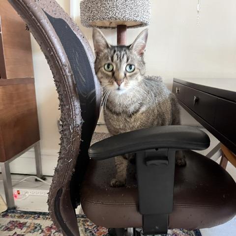Clyde, Adoptable, Adult Male Domestic Short Hair.