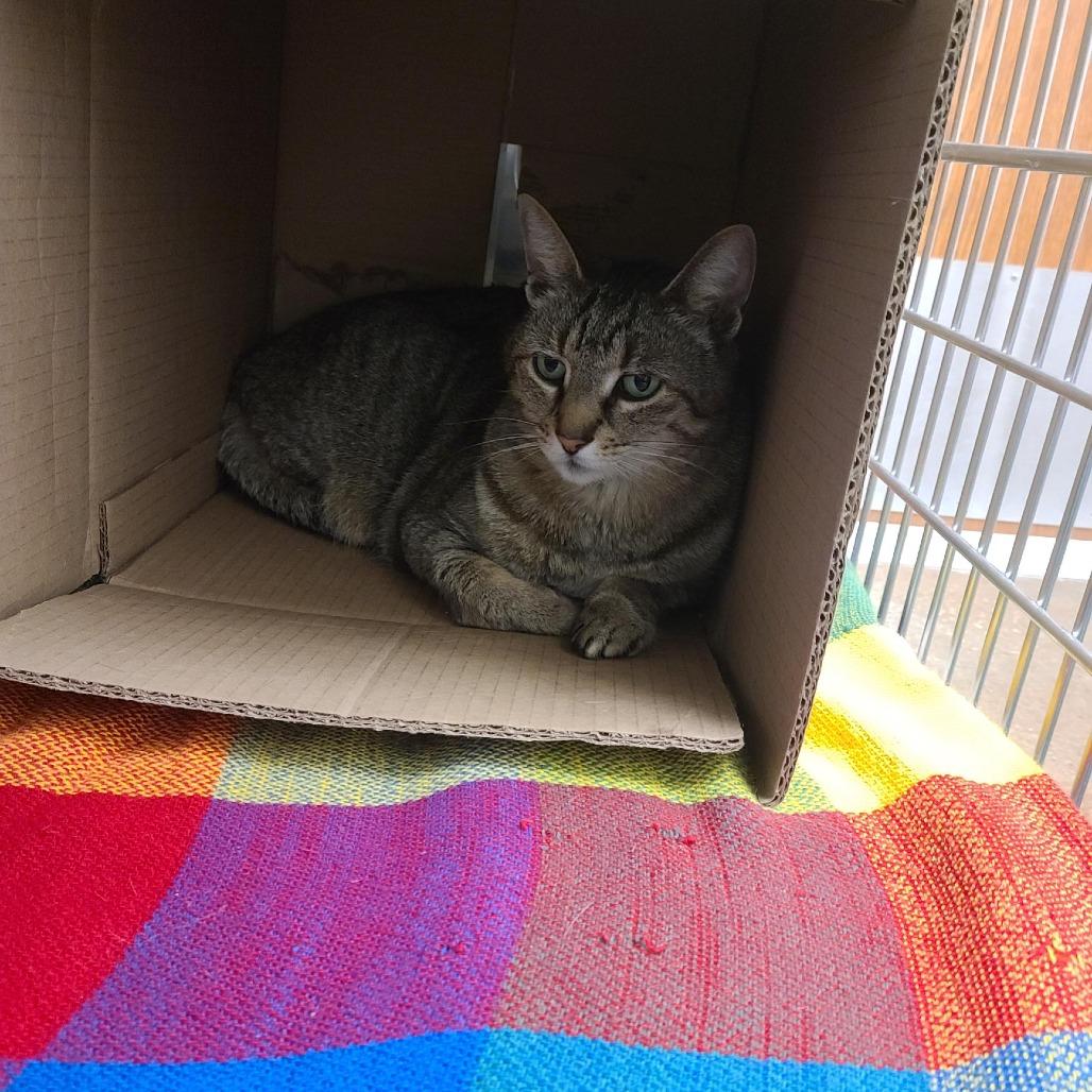 Clyde, a Adoptable Domestic Short Hair in St. Louis, MO image 2/6