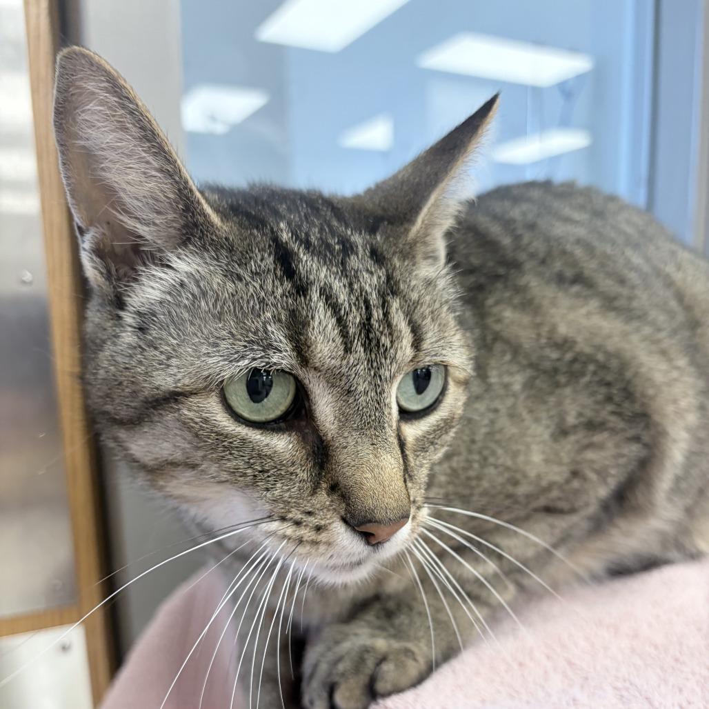 Clyde, a Adoptable Domestic Short Hair in St. Louis, MO image 3/6