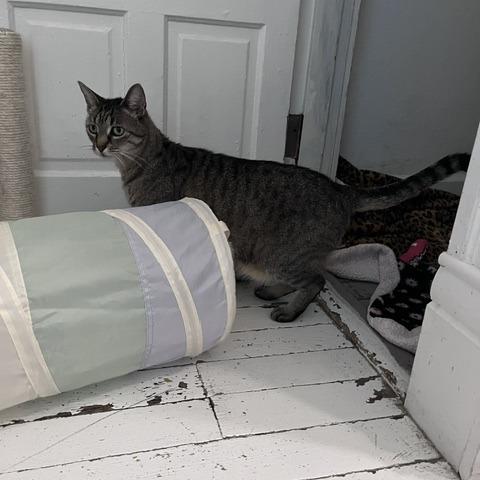 Clyde, a Adoptable Domestic Short Hair in St. Louis, MO image 4/6