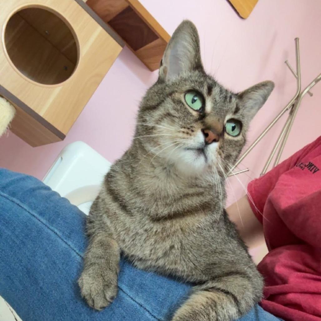 Clyde, a Adoptable Domestic Short Hair in St. Louis, MO image 5/6