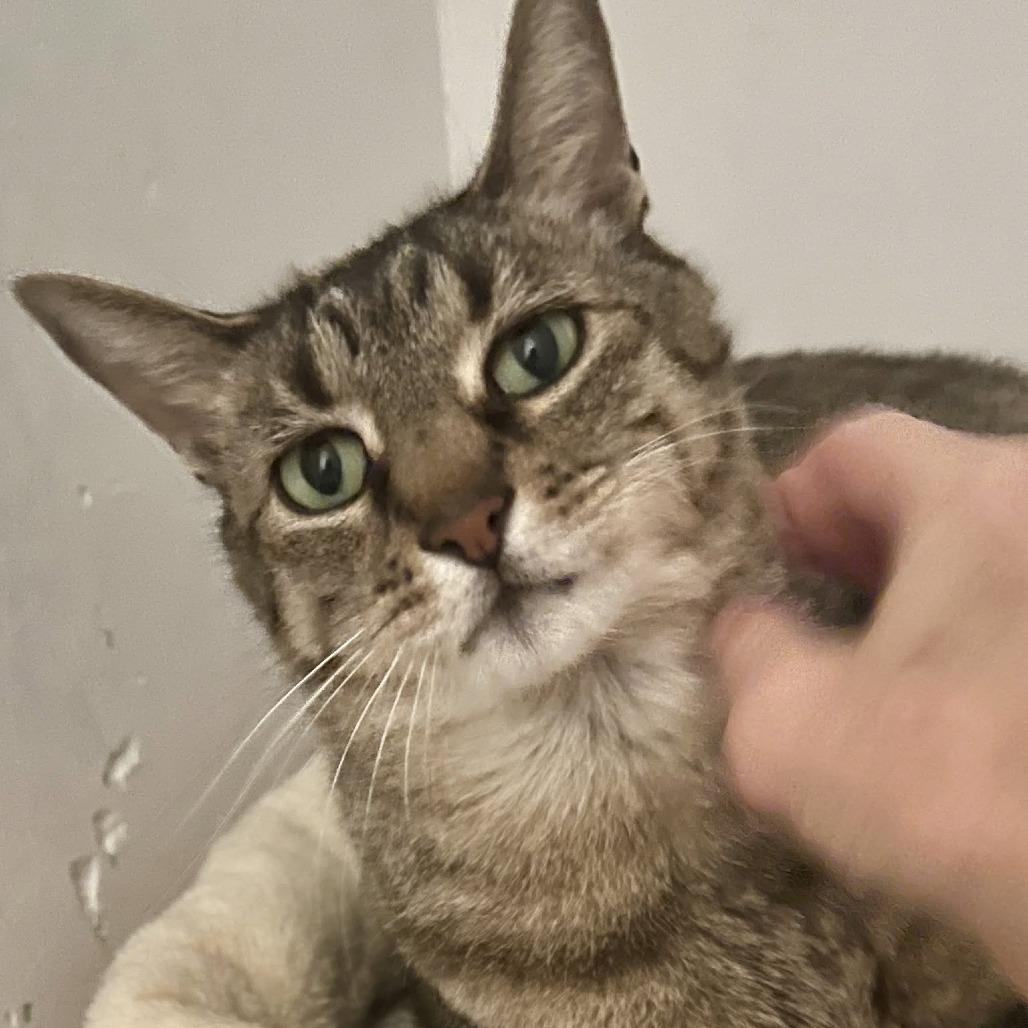 Clyde, a Adoptable Domestic Short Hair in St. Louis, MO image 6/6