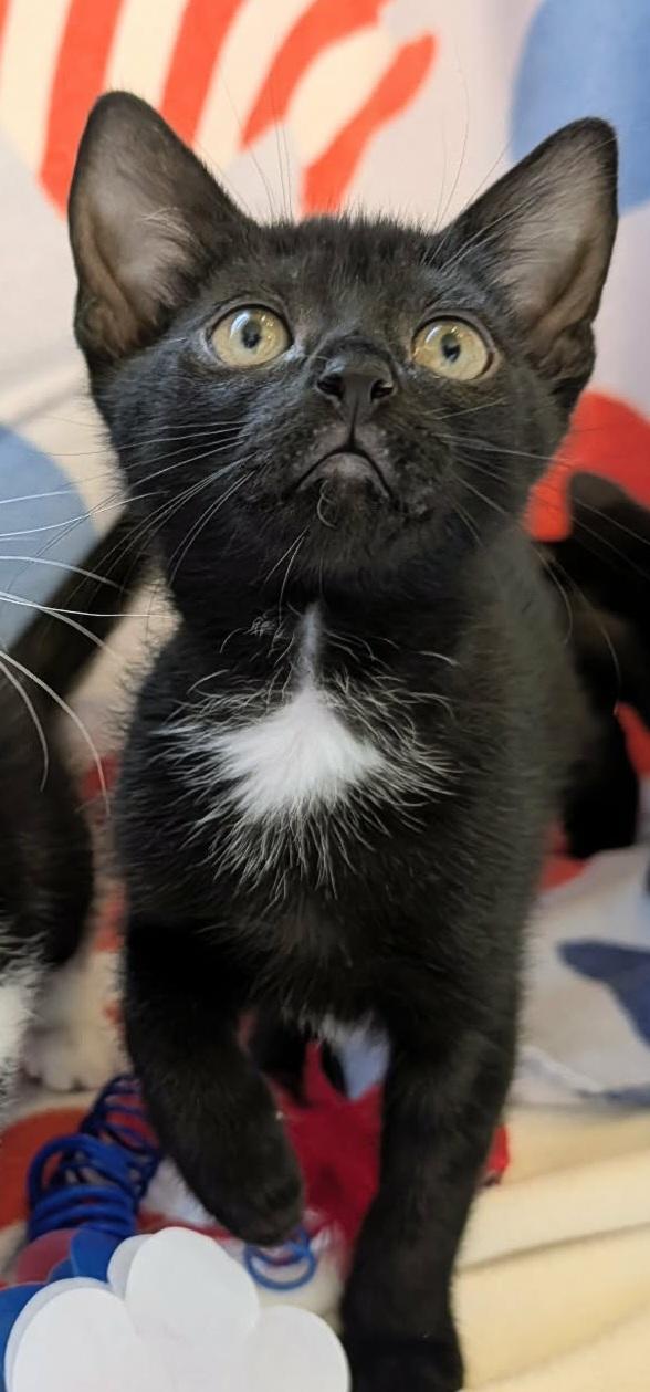 TINY T, Adoptable, Kitten Female Domestic Short Hair.