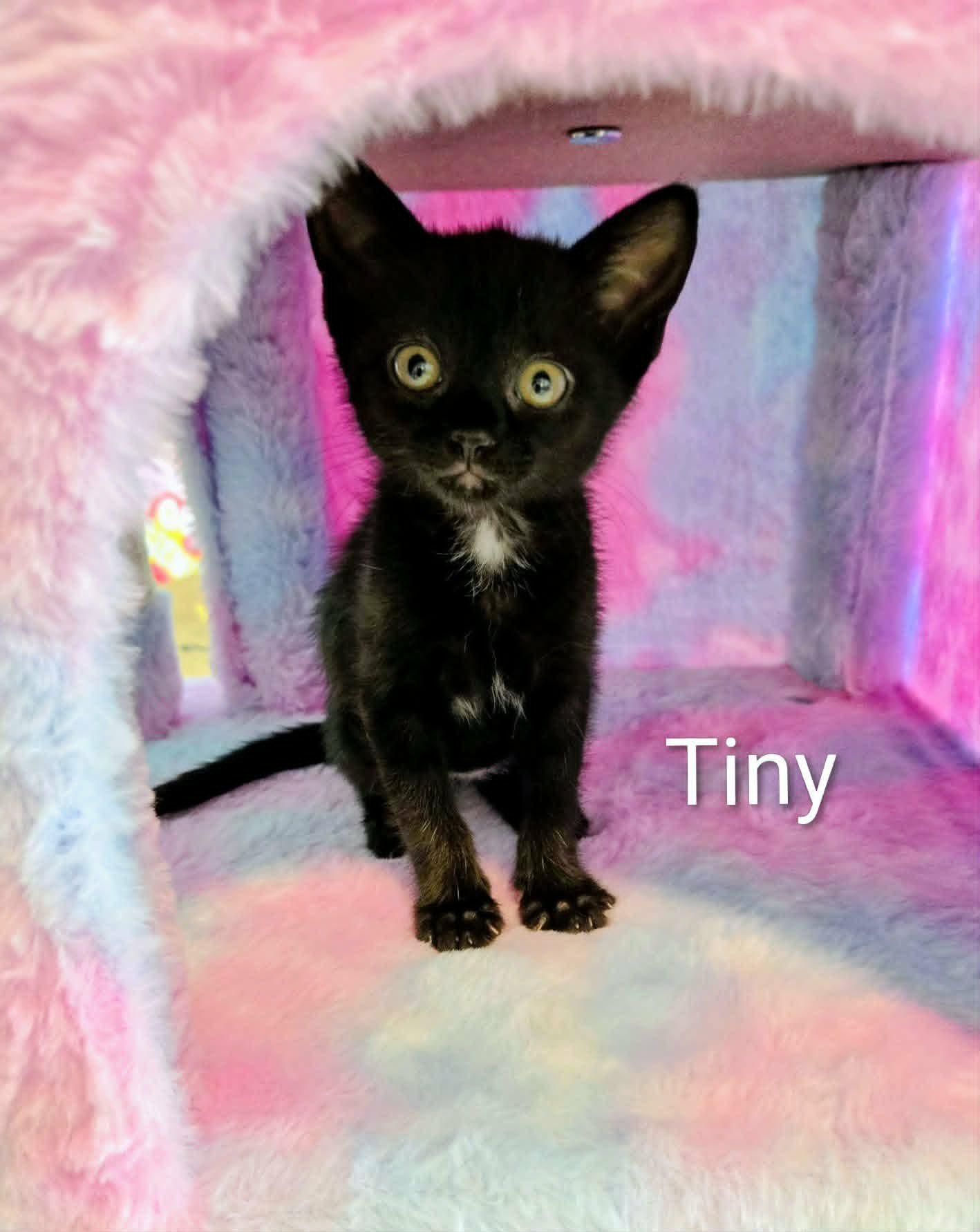 Enlarge TINY T, a Adoptable Domestic Short Hair in Largo, FL image 2/2
