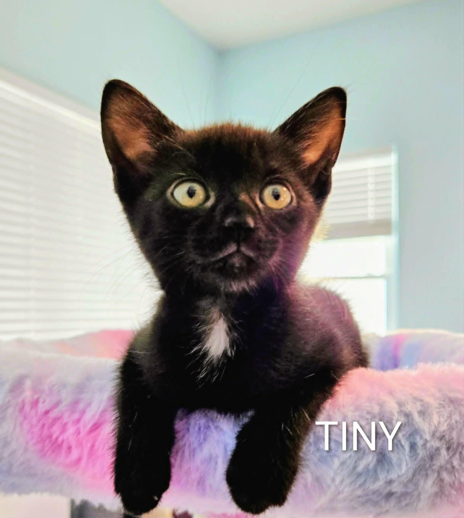 TINY T, Adoptable, Kitten Female Domestic Short Hair.