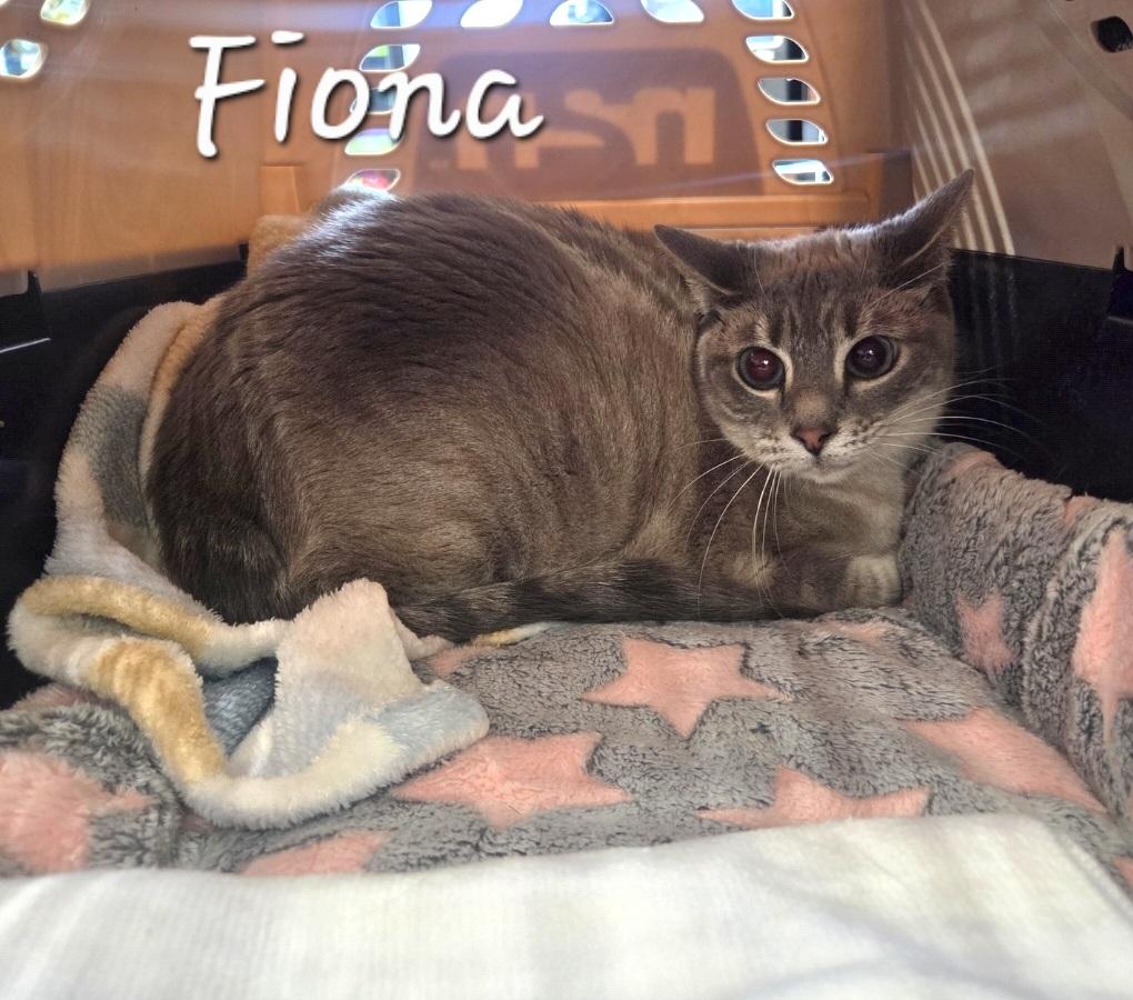Enlarge Fiona, a ADOPTABLE mixed breed in Anna, TX image 2/2