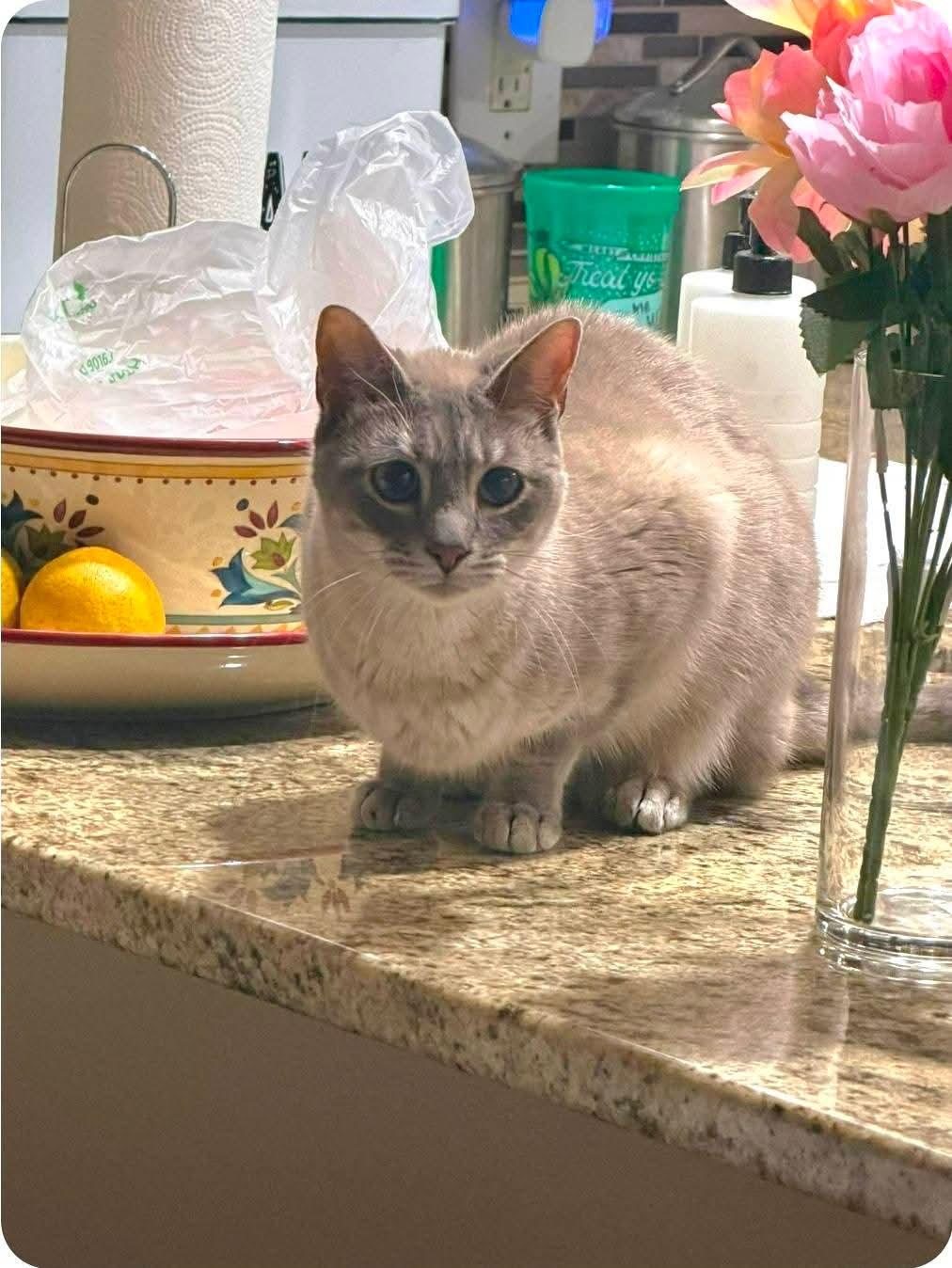 Fiona, ADOPTABLE, Adult Female Siamese.