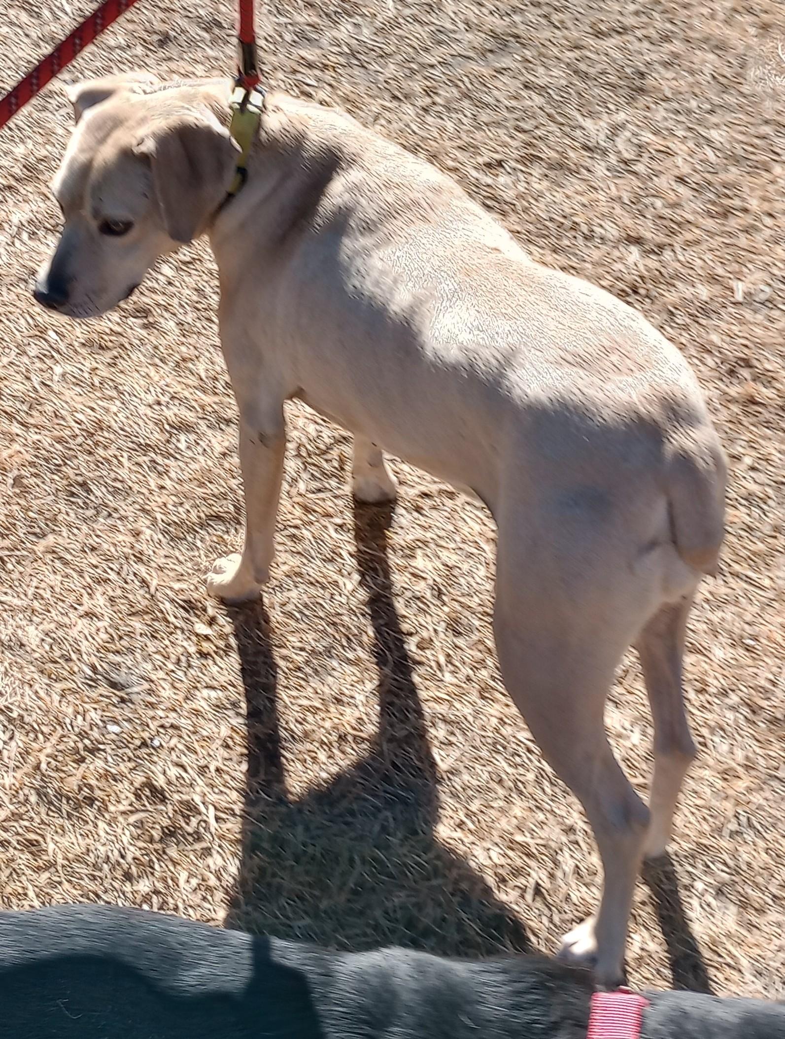 Cookie, Adoptable, Adult Female Yellow Labrador Retriever & Boxer.