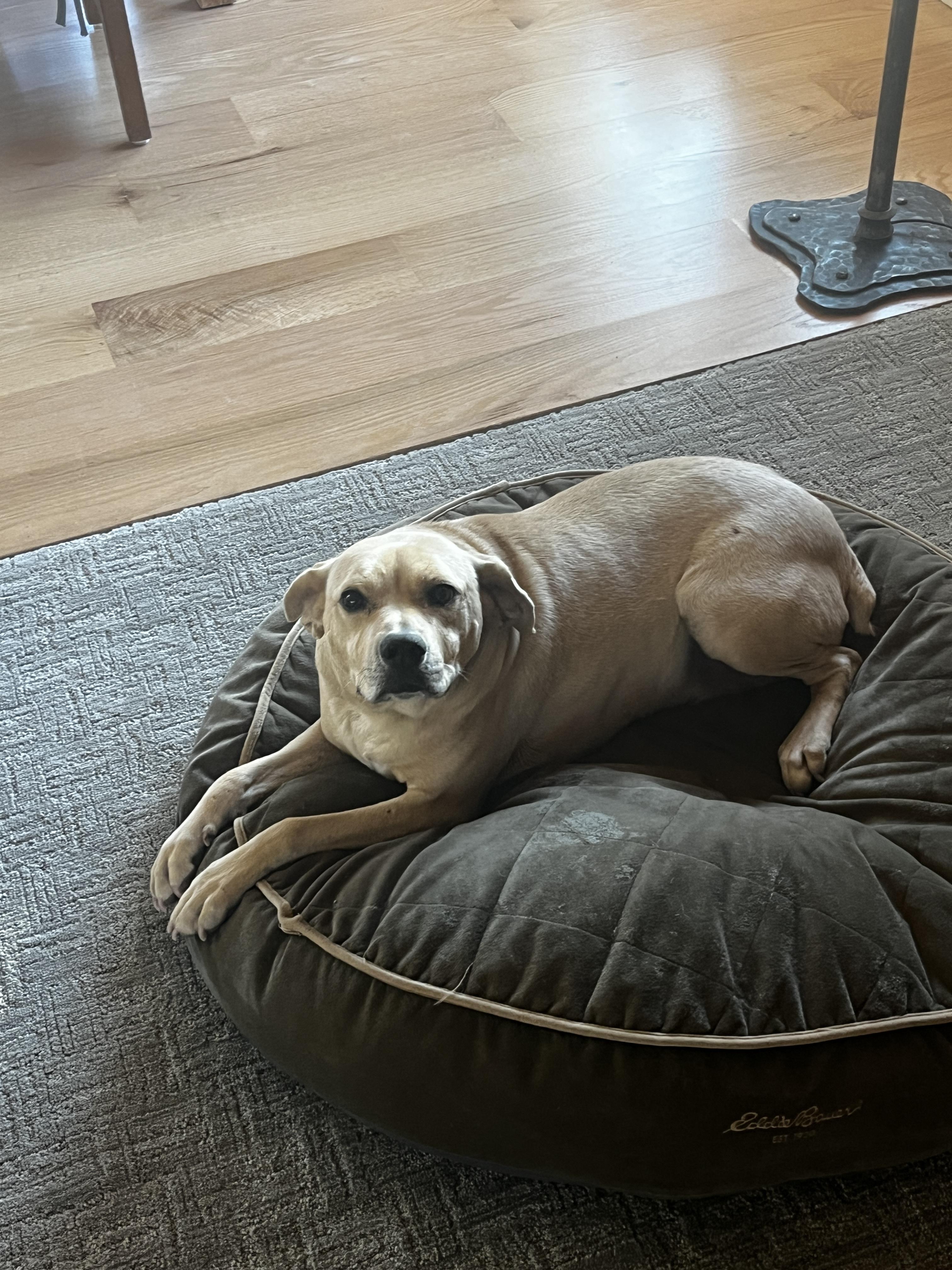 Enlarge Cookie, a Adoptable mixed breed in Cortez, CO image 2/5