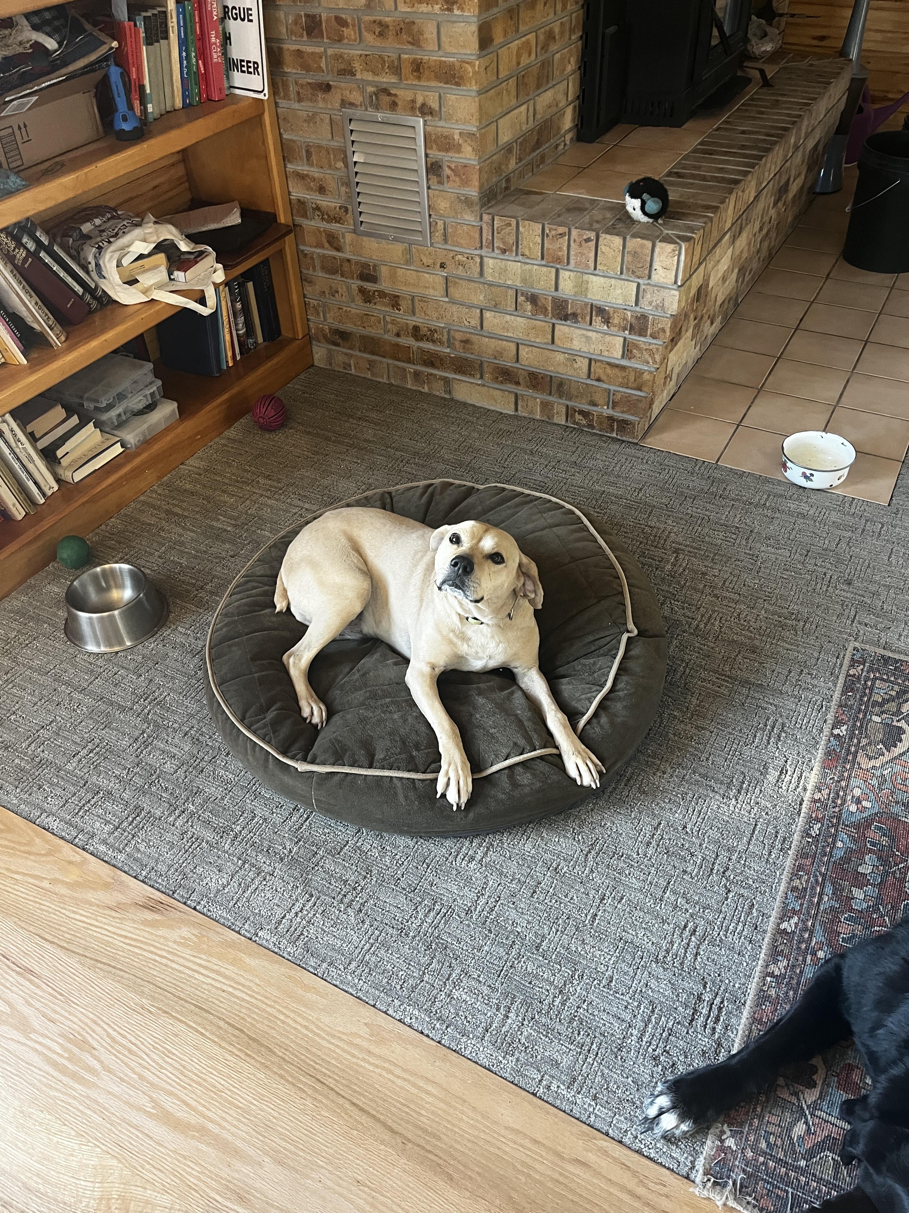 Enlarge Cookie, a Adoptable mixed breed in Cortez, CO image 3/5