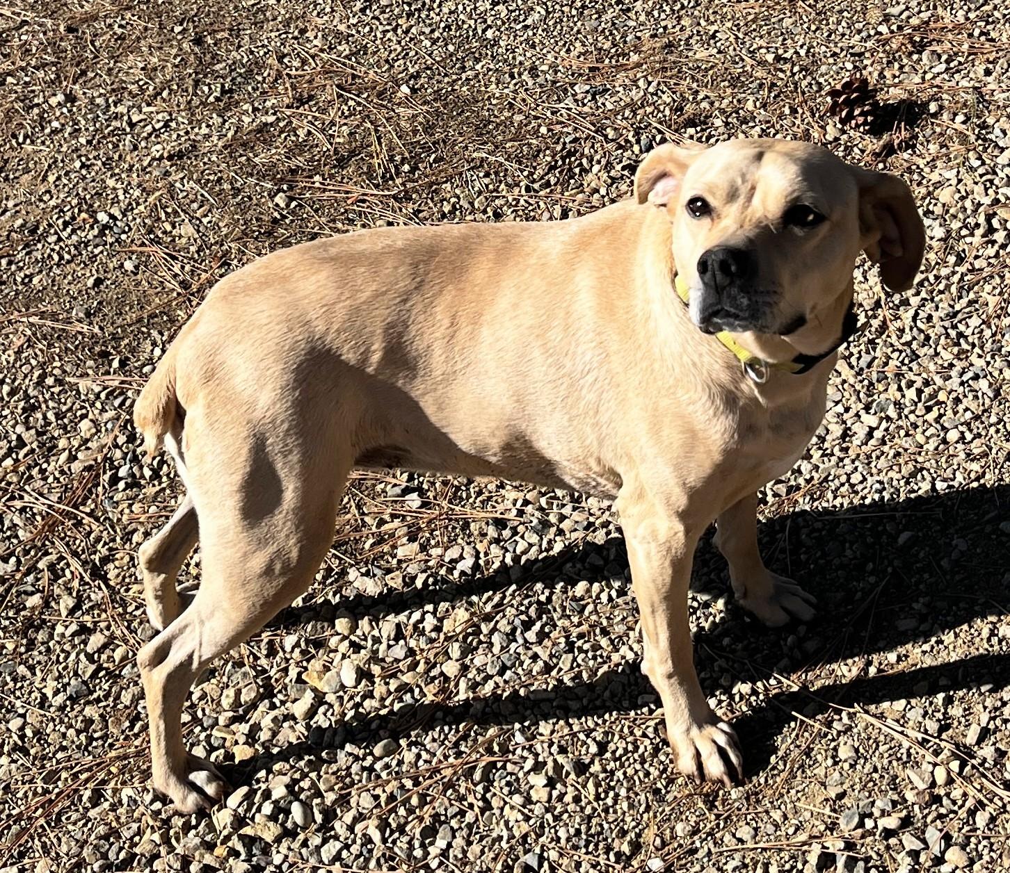 Enlarge Cookie, a Adoptable mixed breed in Cortez, CO image 4/5