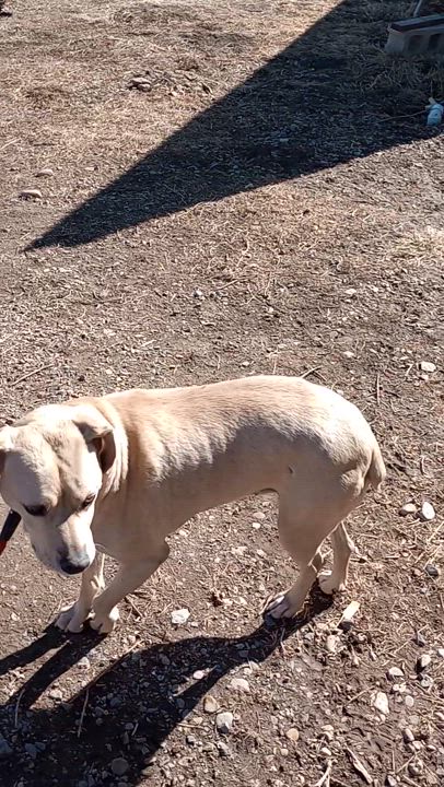 Enlarge Cookie, a Adoptable mixed breed in Cortez, CO video 5/5