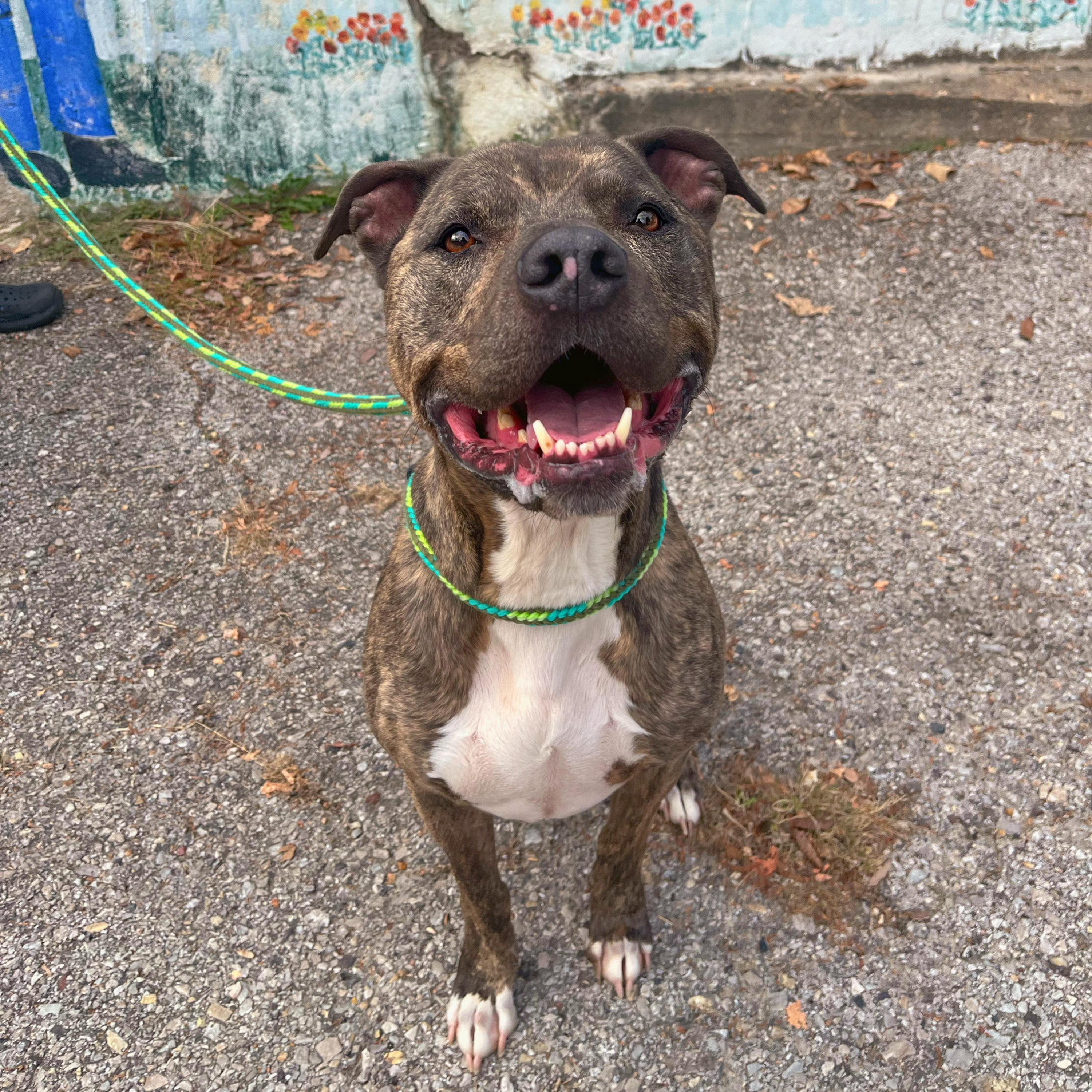 Bandit — thumbnail 2