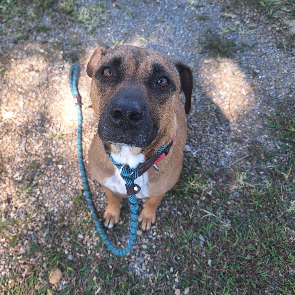 Autumn, a Adoptable Mixed Breed in Cape Girardeau, MO image 1/3
