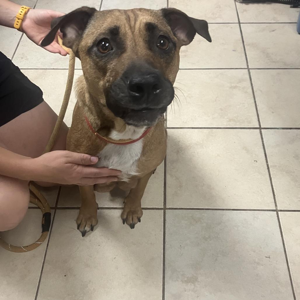 Autumn, a Adoptable Mixed Breed in Cape Girardeau, MO image 2/3