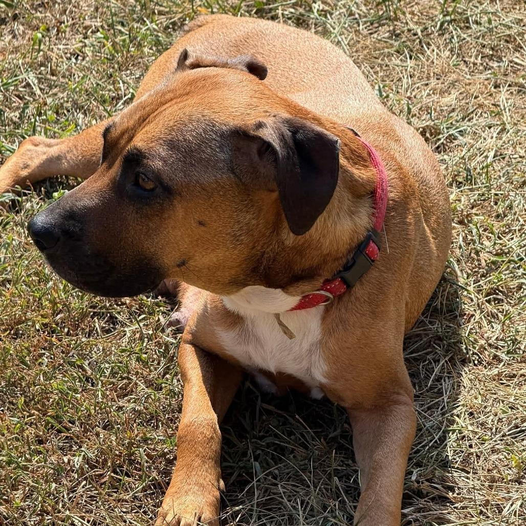 Autumn, a Adoptable Mixed Breed in Cape Girardeau, MO image 3/3