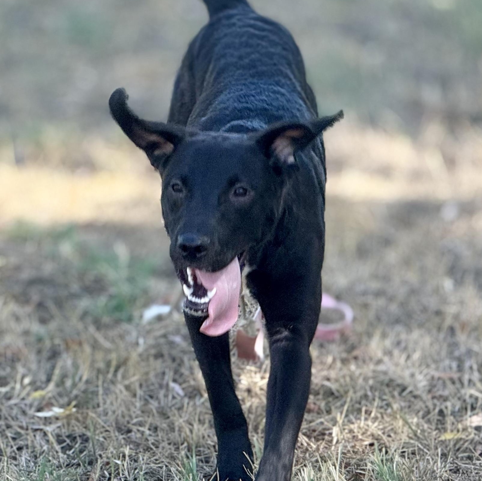 Sadie