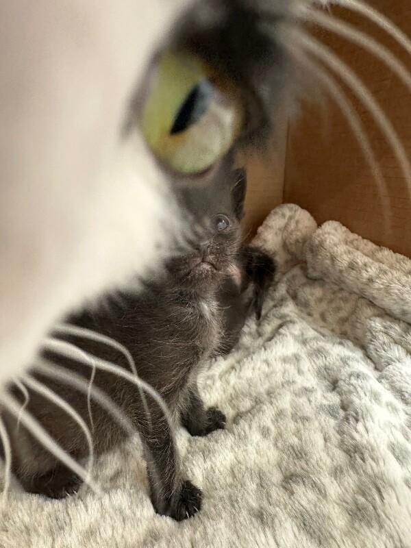 princess — thumbnail 3