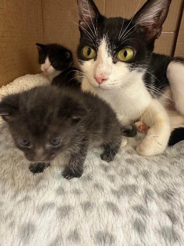 princess — thumbnail 6