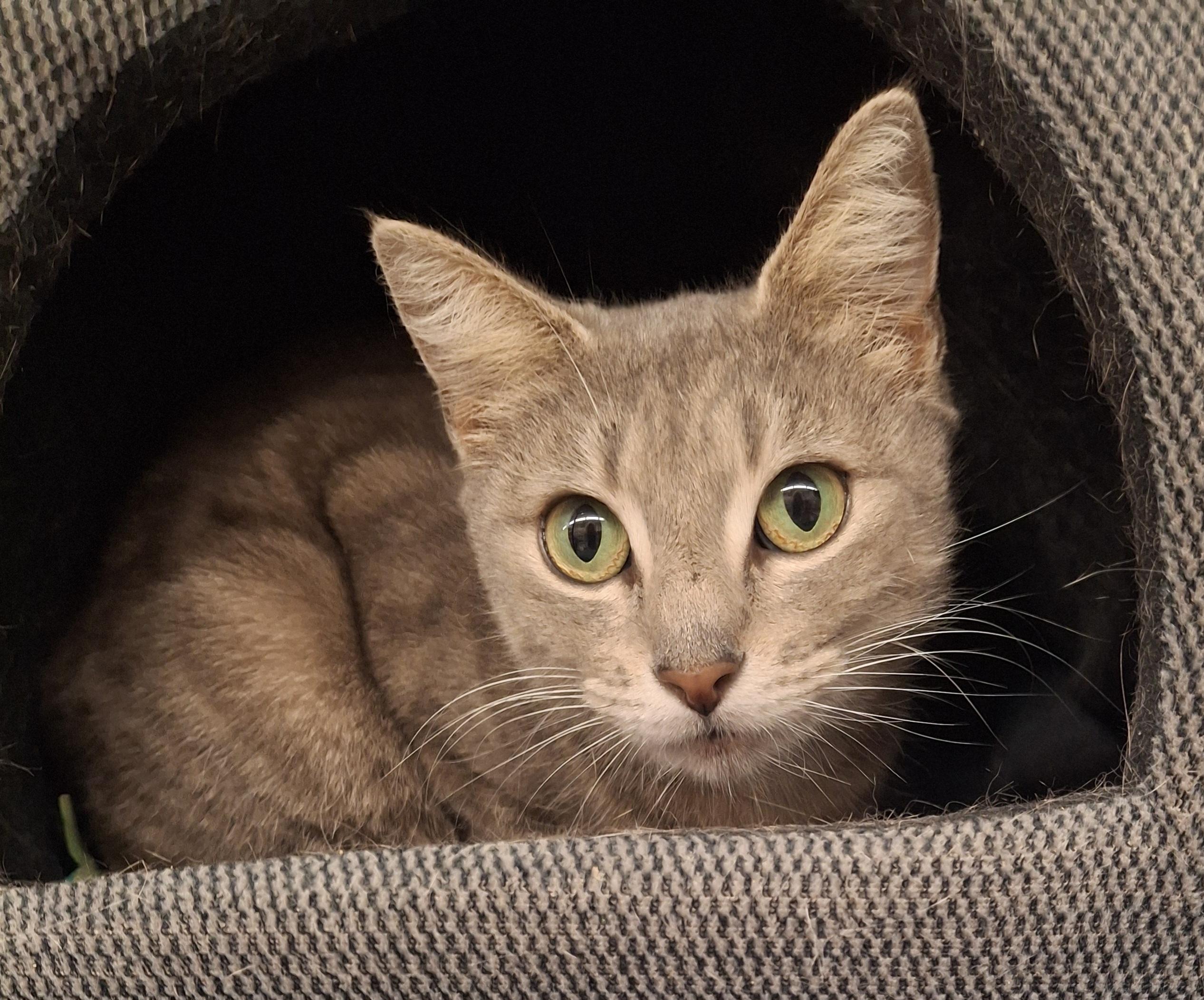 Lacey, a Adoptable Tabby in Bear, DE image 1/2