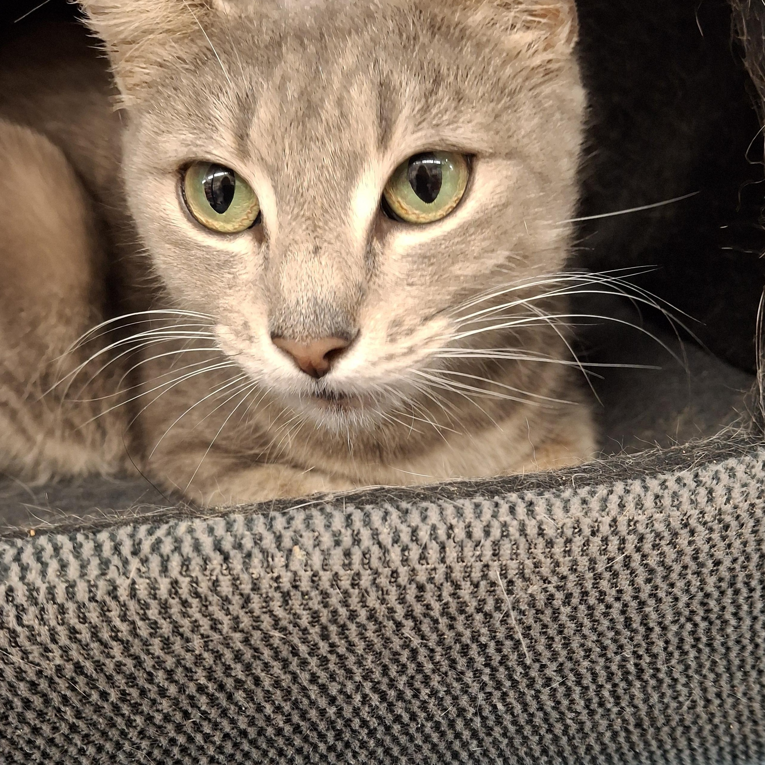 Lacey, a Adoptable Tabby in Bear, DE image 2/2