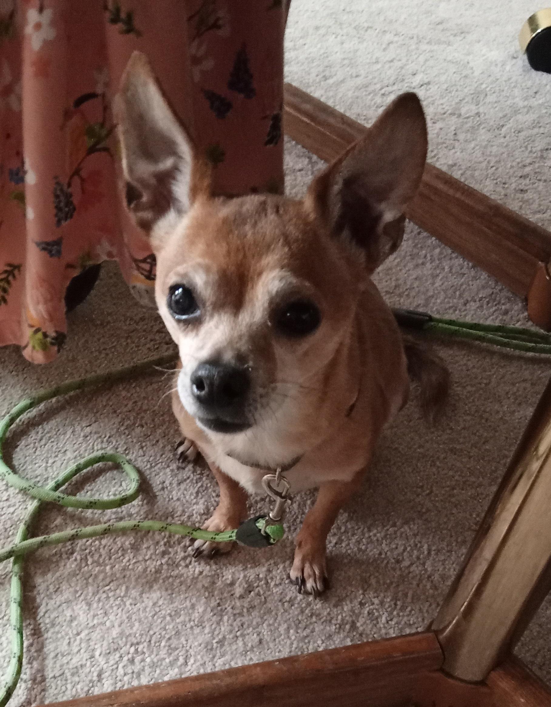 Nelson, adopted, Senior Male Chihuahua.
