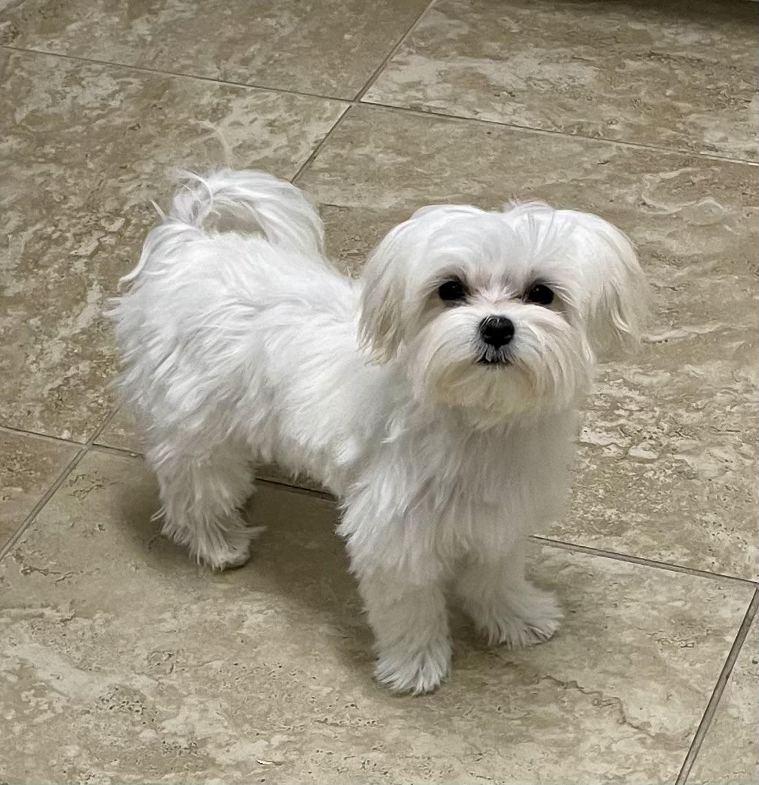 Lacey, Adopted, Young Female Maltese.