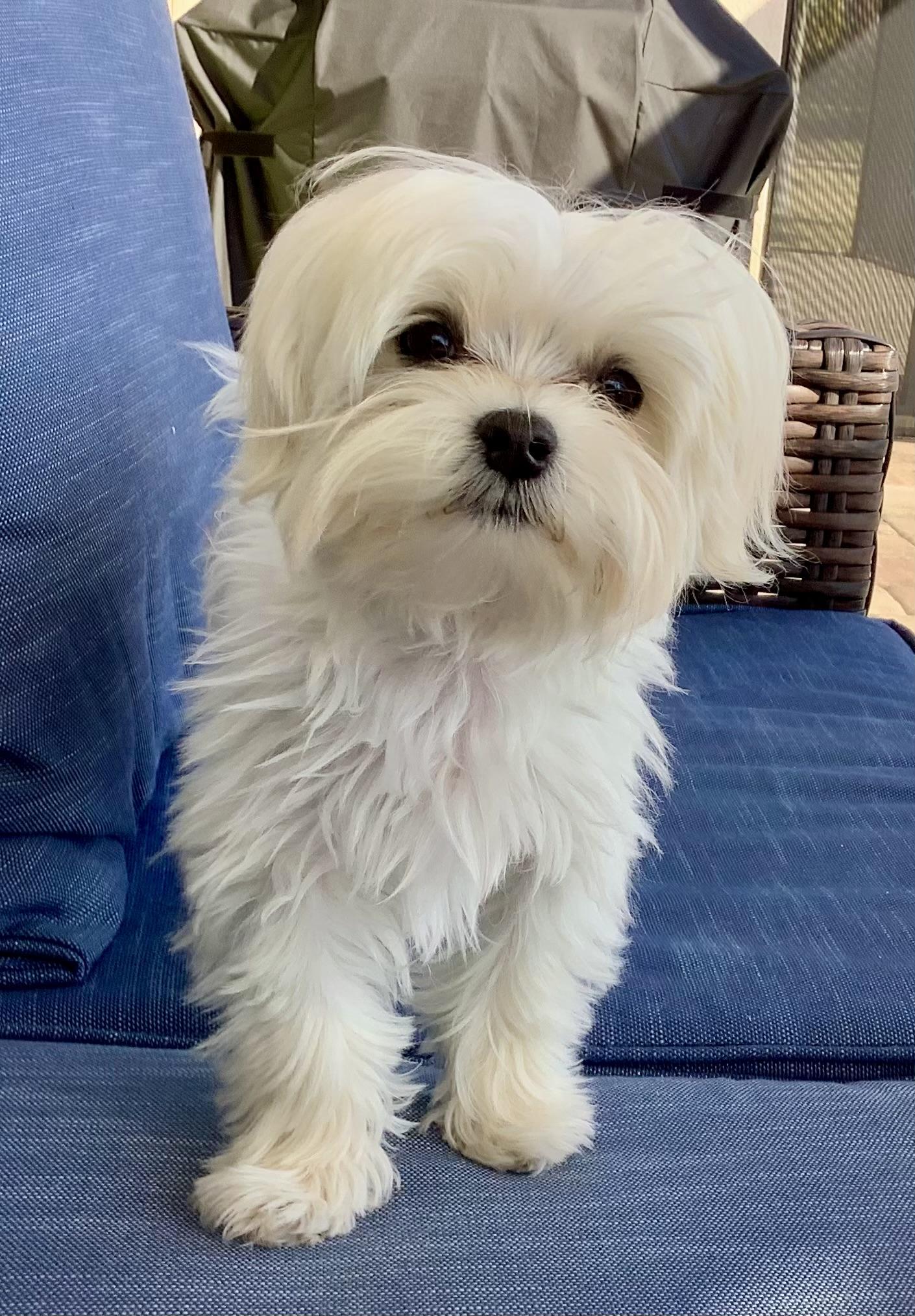 Lacey, a Adopted Maltese in Cape Coral, FL image 3/3