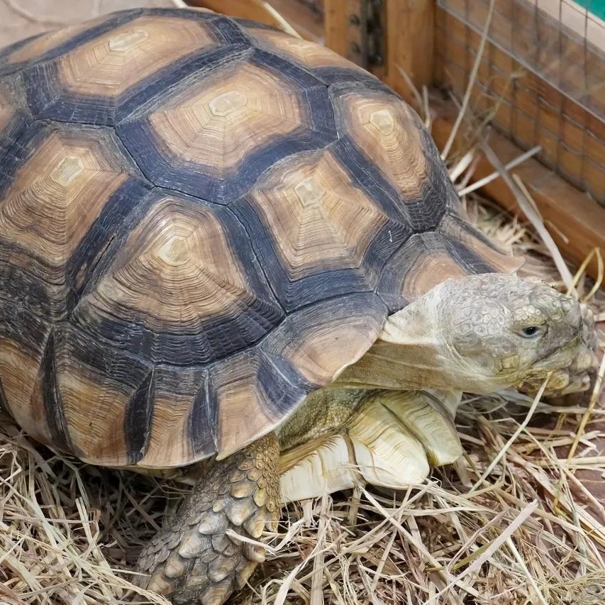 Enlarge Dobe, a Adoptable Sulcata in Springtown, TX image 1/1