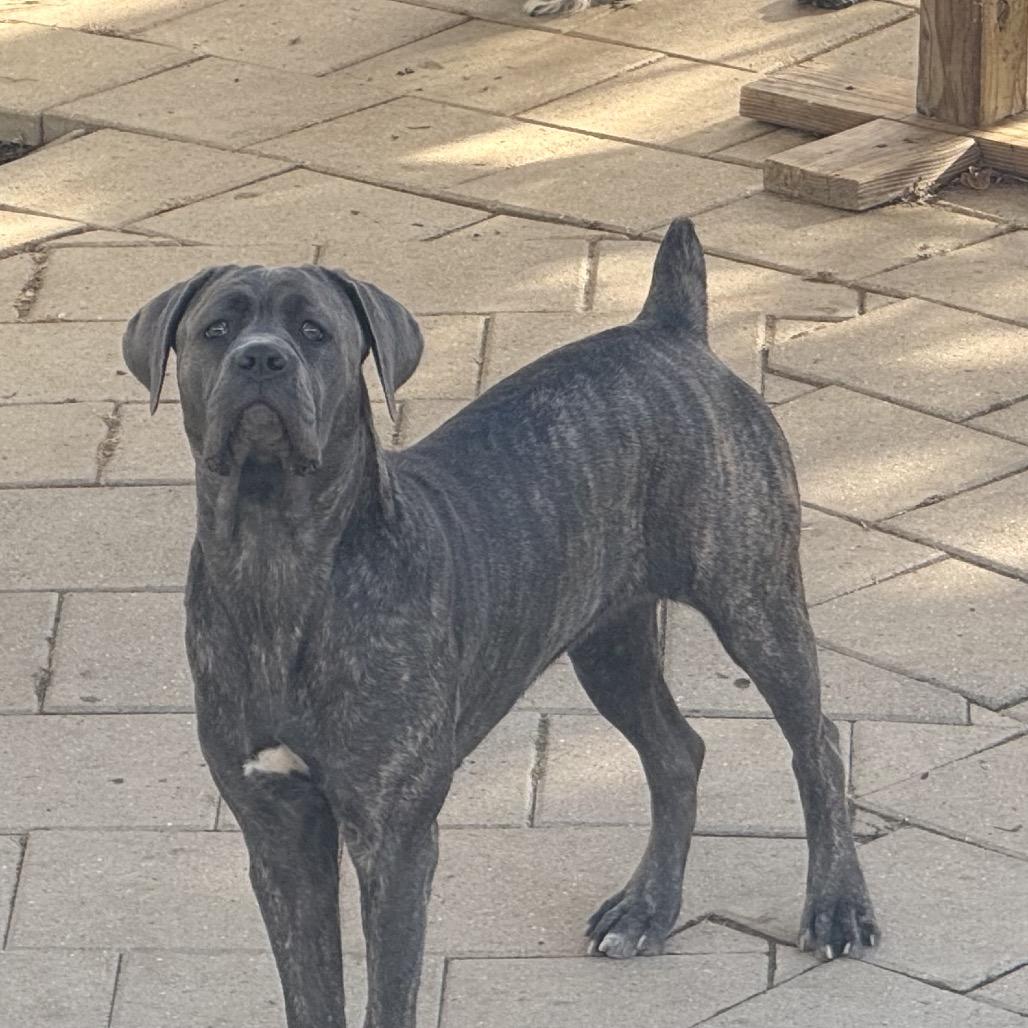 Enlarge Zena, a Adoptable Cane Corso in Farmersville, OH image 1/2