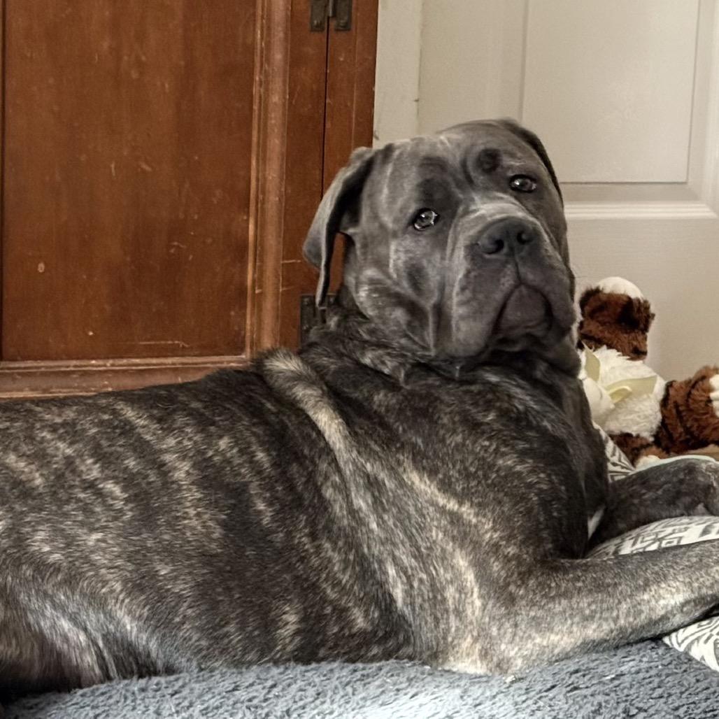 Enlarge Zena, a Adoptable Cane Corso in Farmersville, OH image 2/2